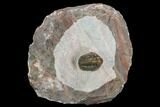 Proetid (Timsaloproetus?) Trilobite - Jorf, Morocco #125481-1